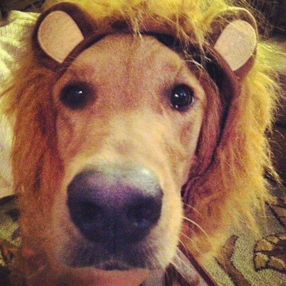 Halloween pet costume- lion mane